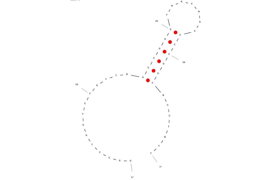 Secondary Structure - Anti-RhD+ Red Blood Cells Aptamer (Biotin) (A321108) - Antibodies.com