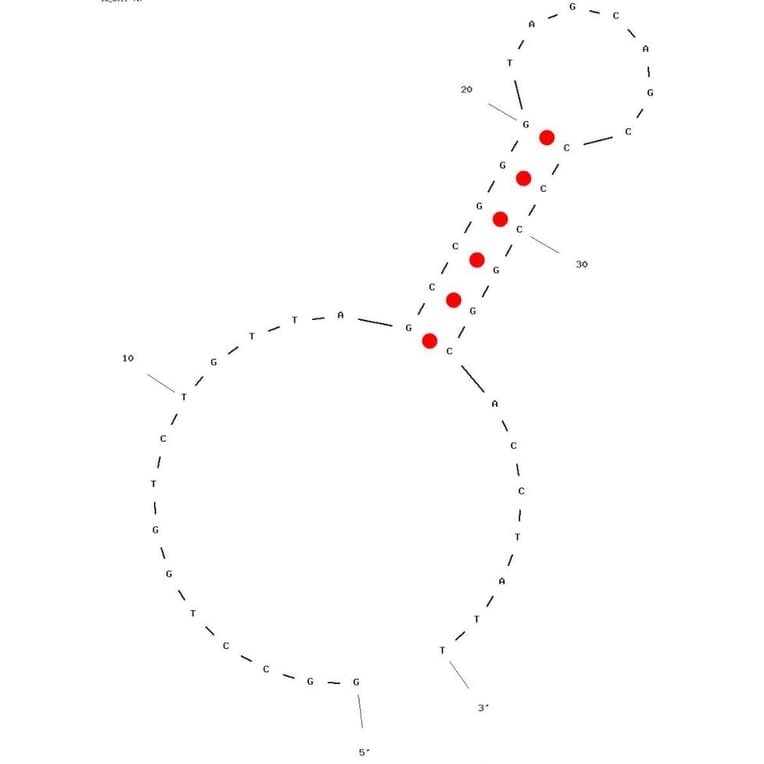 Secondary Structure - Anti-RhD+ Red Blood Cells Aptamer (Biotin) (A321108) - Antibodies.com