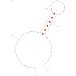 Secondary Structure - Anti-RhD+ Red Blood Cells Aptamer (Biotin) (A321108) - Antibodies.com