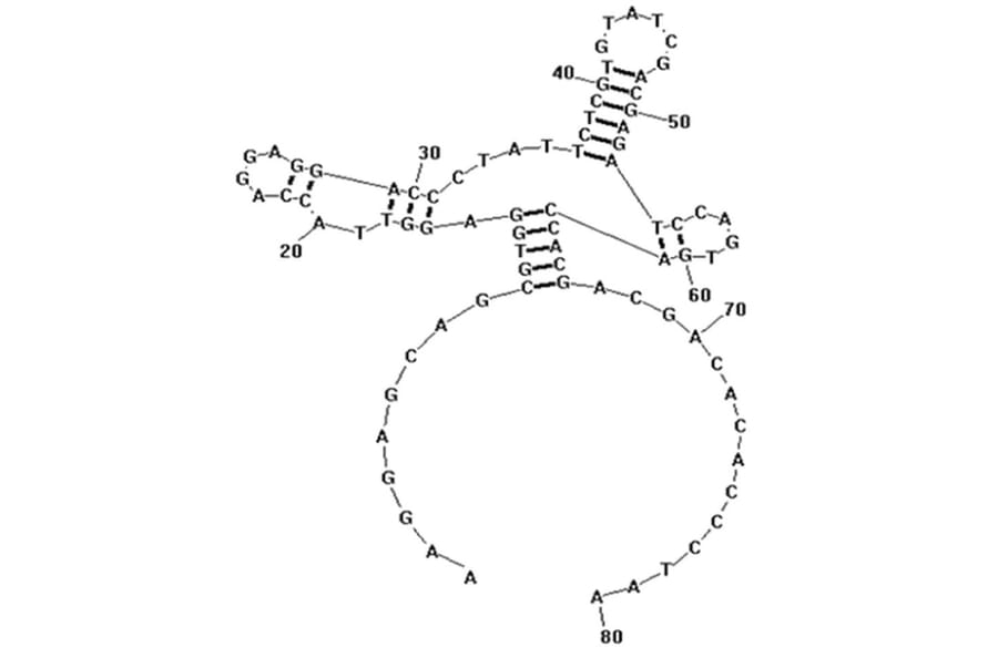 Secondary Structure - Anti-Helicobacter pylori Aptamer [HPA-2] (Biotin) (A321109) - Antibodies.com