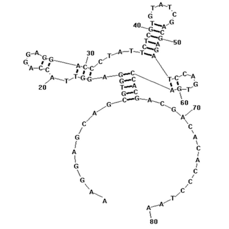 Secondary Structure - Anti-Helicobacter pylori Aptamer [HPA-2] (Biotin) (A321109) - Antibodies.com