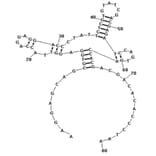 Secondary Structure - Anti-Helicobacter pylori Aptamer [HPA-2] (Biotin) (A321109) - Antibodies.com