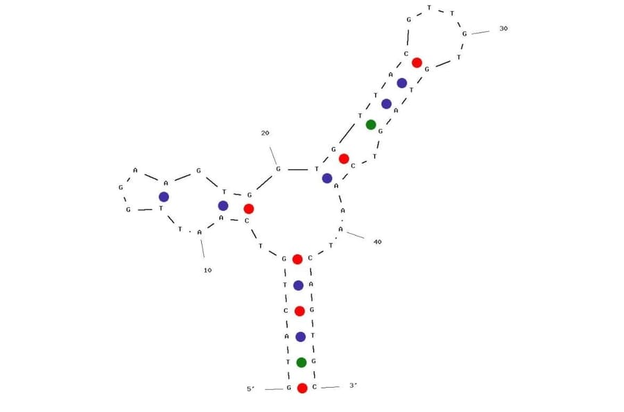 Secondary Structure - Anti-HepG2 + SMMC-7721 Cell Lines Aptamer [Apt-07S] (Biotin) (A321110) - Antibodies.com