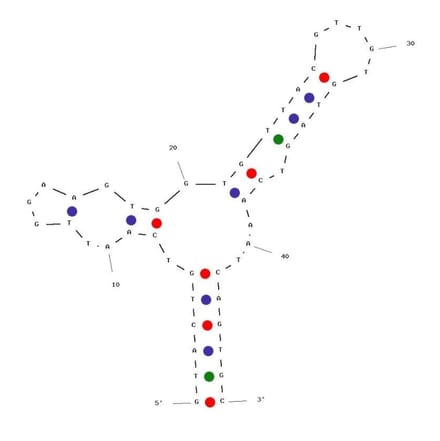 Secondary Structure - Anti-HepG2 + SMMC-7721 Cell Lines Aptamer [Apt-07S] (Biotin) (A321110) - Antibodies.com