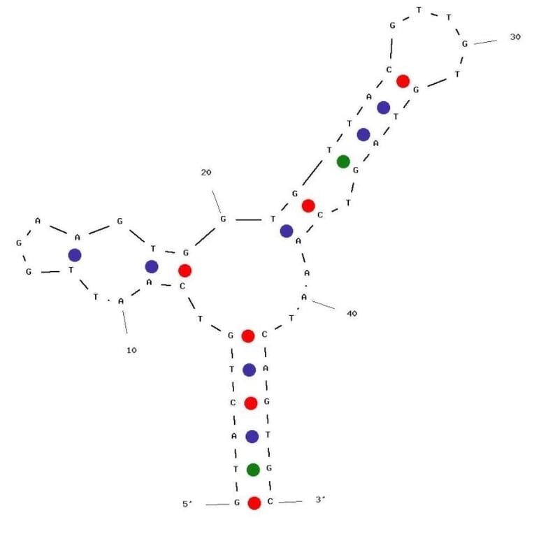 Secondary Structure - Anti-HepG2 + SMMC-7721 Cell Lines Aptamer [Apt-07S] (Biotin) (A321110) - Antibodies.com