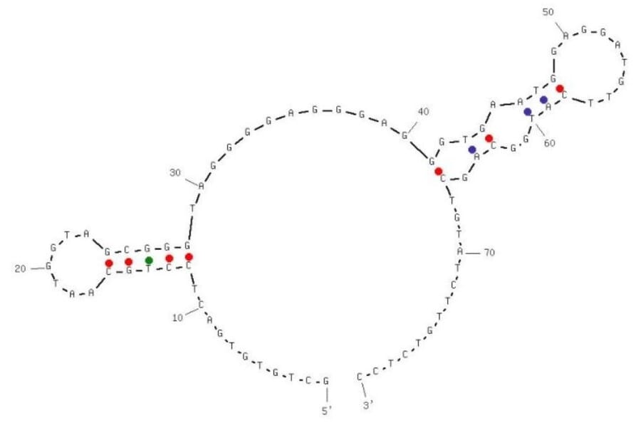 Secondary Structure - Anti-PD1 Aptamer [C42] (Biotin) (A321111) - Antibodies.com