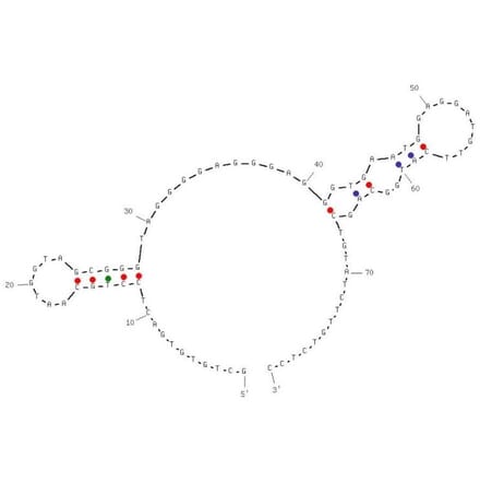 Secondary Structure - Anti-PD1 Aptamer [C42] (Biotin) (A321111) - Antibodies.com
