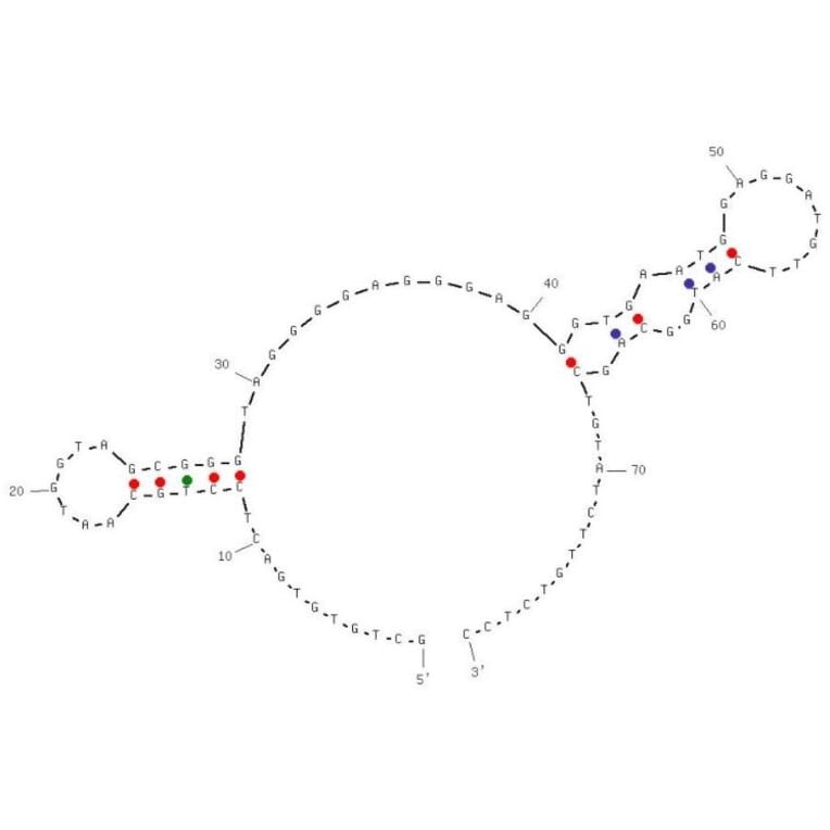 Secondary Structure - Anti-PD1 Aptamer [C42] (Biotin) (A321111) - Antibodies.com