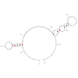 Secondary Structure - Anti-PD1 Aptamer [C42] (Biotin) (A321111) - Antibodies.com