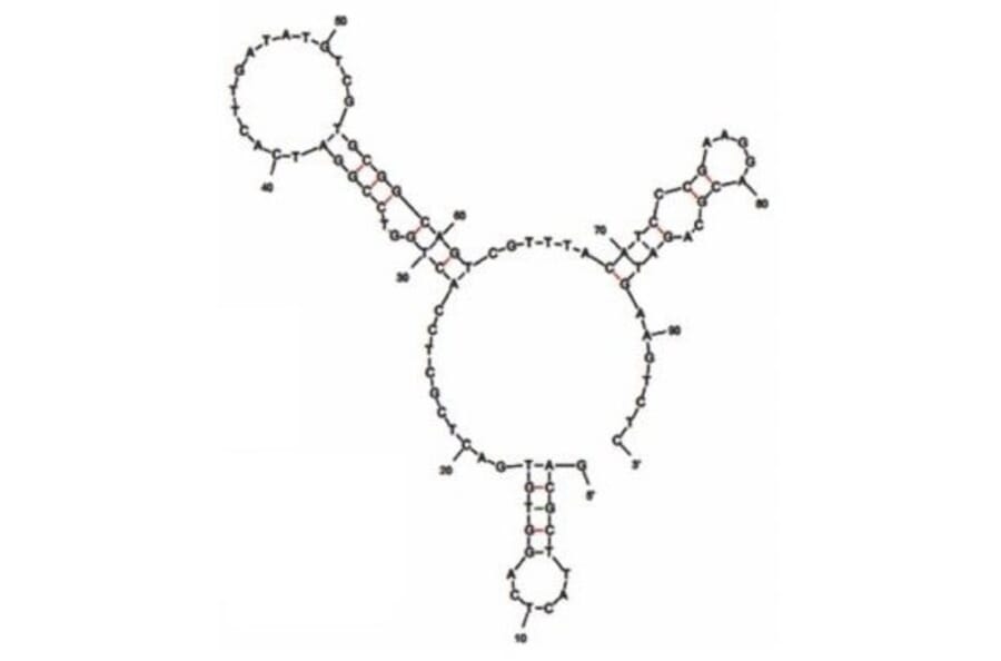 Secondary Structure - Anti-Nervous Necrosis Virus Aptamer [GBN2] (Biotin) (A321112) - Antibodies.com