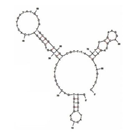 Secondary Structure - Anti-Nervous Necrosis Virus Aptamer [GBN2] (Biotin) (A321112) - Antibodies.com