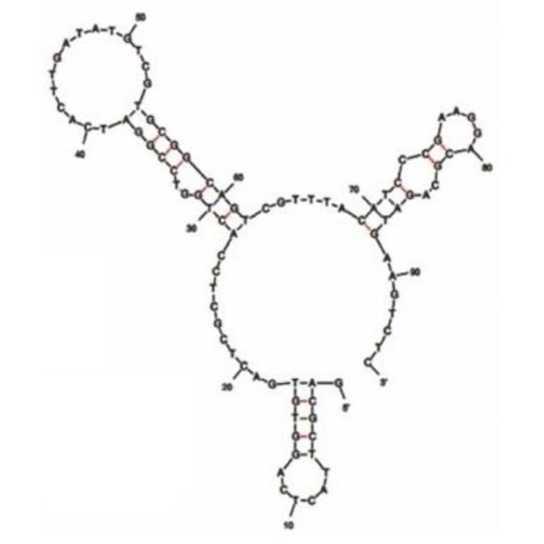 Secondary Structure - Anti-Nervous Necrosis Virus Aptamer [GBN2] (Biotin) (A321112) - Antibodies.com