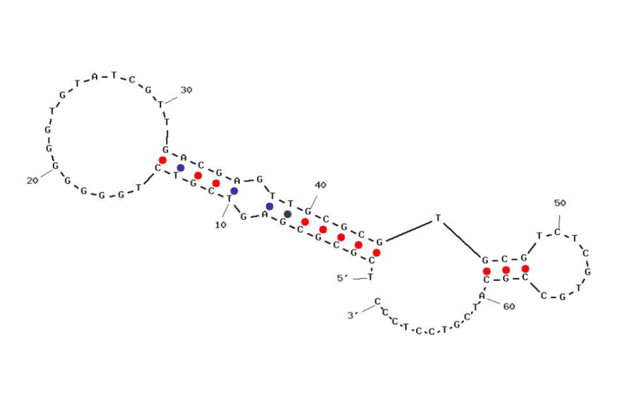 Secondary Structure - Anti-Carcino Embryonic Antigen Aptamer [Apta 3] (Biotin) (A321115) - Antibodies.com