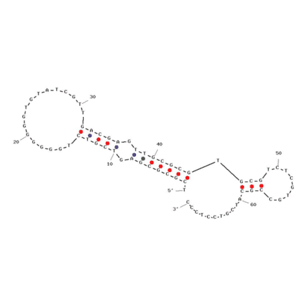 Secondary Structure - Anti-Carcino Embryonic Antigen Aptamer [Apta 3] (Biotin) (A321115) - Antibodies.com