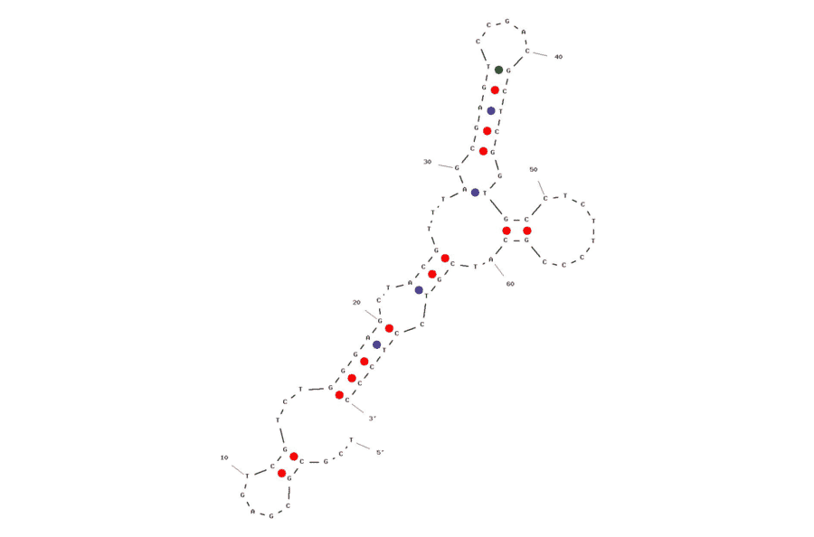 Secondary Structure - Anti-Carcino Embryonic Antigen Aptamer [Apta 5] (Biotin) (A321116) - Antibodies.com
