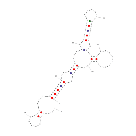 Secondary Structure - Anti-Carcino Embryonic Antigen Aptamer [Apta 5] (Biotin) (A321116) - Antibodies.com