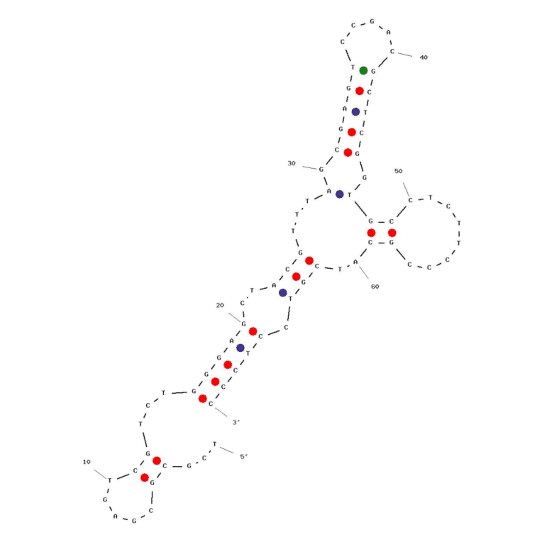 Secondary Structure - Anti-Carcino Embryonic Antigen Aptamer [Apta 5] (Biotin) (A321116) - Antibodies.com