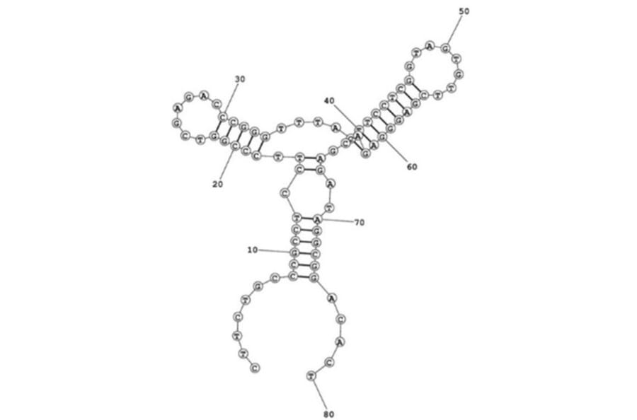Secondary Structure - Anti-Myoglobin Aptamer [M02] (Biotin) (A321117) - Antibodies.com