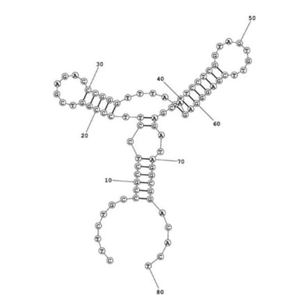 Secondary Structure - Anti-Myoglobin Aptamer [M02] (Biotin) (A321117) - Antibodies.com