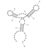 Secondary Structure - Anti-Myoglobin Aptamer [M02] (Biotin) (A321117) - Antibodies.com