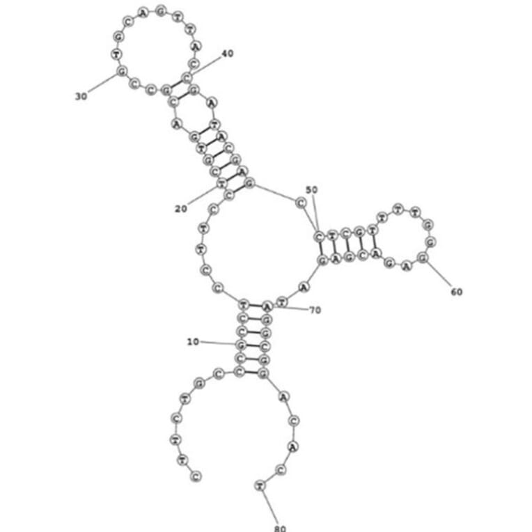 Secondary Structure - Anti-beta 2 Microglobulin Aptamer [B01] (Biotin) (A321118) - Antibodies.com