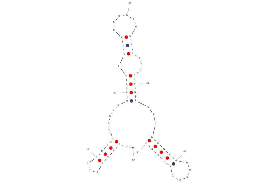 Secondary Structure - Anti-Influenza A Virus (H5N1/HA1) Aptamer (Biotin) (A321119) - Antibodies.com