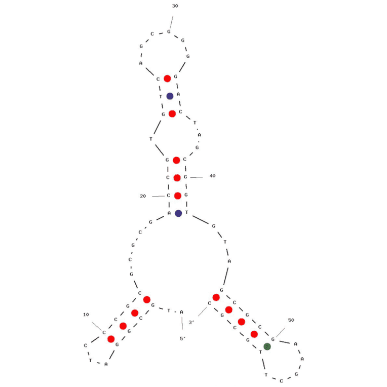 Secondary Structure - Anti-Influenza A Virus (H5N1/HA1) Aptamer (Biotin) (A321119) - Antibodies.com