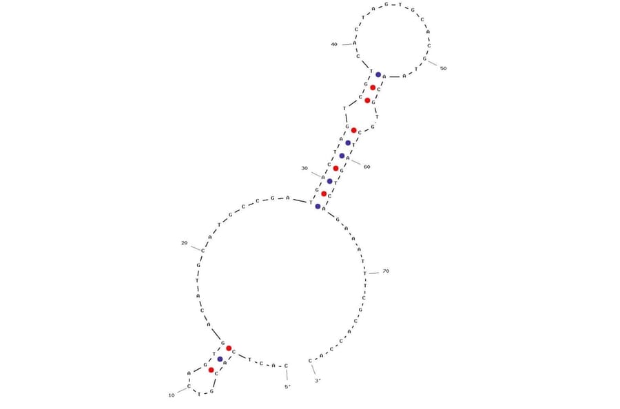 Secondary Structure - Anti-Lactate Dehydrogenase Aptamer (Biotin) (A321121) - Antibodies.com