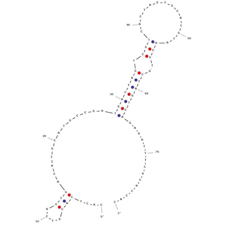 Secondary Structure - Anti-Lactate Dehydrogenase Aptamer (Biotin) (A321121) - Antibodies.com