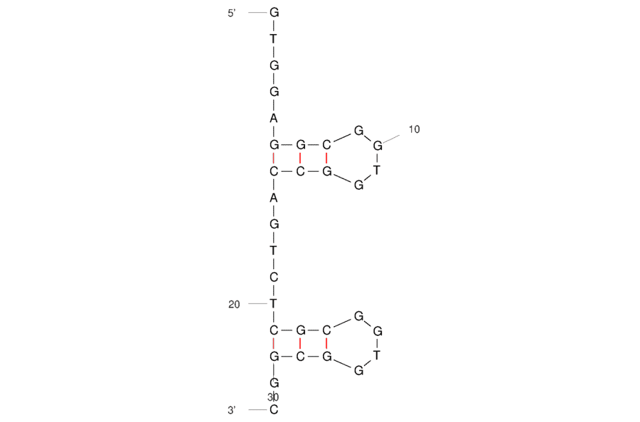 Secondary Structure - Anti-Vitamin C Aptamer (Biotin) (A321122) - Antibodies.com