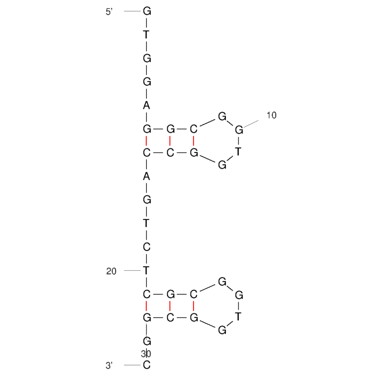 Secondary Structure - Anti-Vitamin C Aptamer (Biotin) (A321122) - Antibodies.com