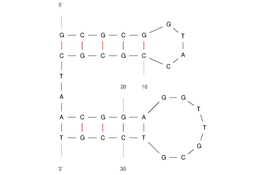 Secondary Structure - Anti-Transferrin Receptor + EpCAM Bifuntional Aptamer [TEPP] (Biotin) (A321123) - Antibodies.com