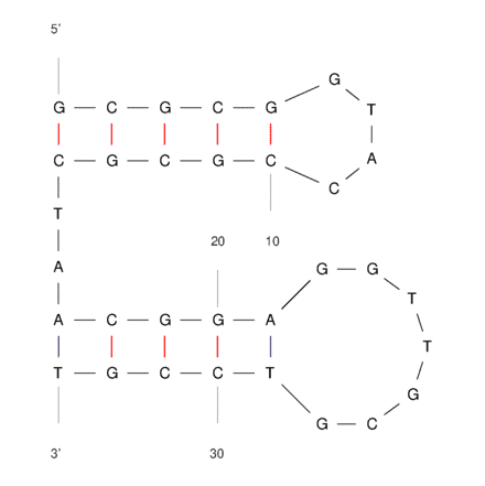 Secondary Structure - Anti-Transferrin Receptor + EpCAM Bifuntional Aptamer [TEPP] (Biotin) (A321123) - Antibodies.com
