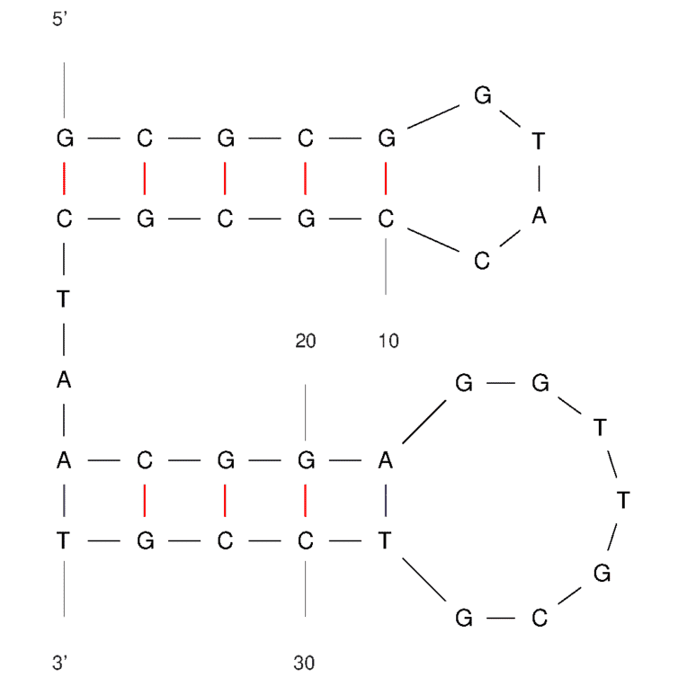 Secondary Structure - Anti-Transferrin Receptor + EpCAM Bifuntional Aptamer [TEPP] (Biotin) (A321123) - Antibodies.com