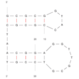 Secondary Structure - Anti-Transferrin Receptor + EpCAM Bifuntional Aptamer [TEPP] (Biotin) (A321123) - Antibodies.com