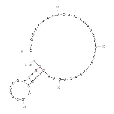 Secondary Structure - Anti-Aspartate beta Hydroxylase Aptamer [#AP-Cell 1] (Biotin) (A321124) - Antibodies.com