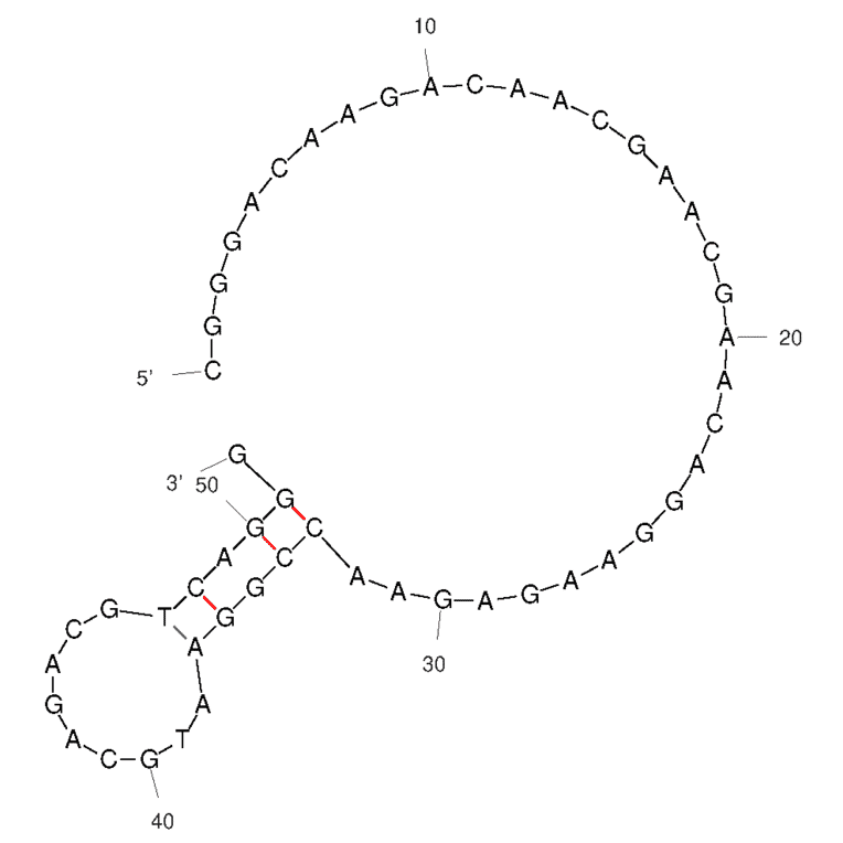 Secondary Structure - Anti-Aspartate beta Hydroxylase Aptamer [#AP-Cell 1] (Biotin) (A321124) - Antibodies.com