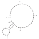 Secondary Structure - Anti-Aspartate beta Hydroxylase Aptamer [#AP-Cell 1] (Biotin) (A321124) - Antibodies.com