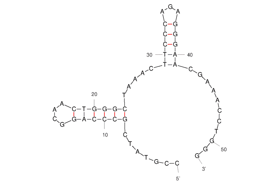 Secondary Structure - Anti-Aspartate beta Hydroxylase Aptamer [#AP-Cell 3] (Biotin) (A321125) - Antibodies.com