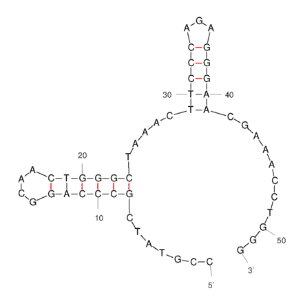 Secondary Structure - Anti-Aspartate beta Hydroxylase Aptamer [#AP-Cell 3] (Biotin) (A321125) - Antibodies.com