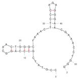 Secondary Structure - Anti-Aspartate beta Hydroxylase Aptamer [#AP-Cell 3] (Biotin) (A321125) - Antibodies.com
