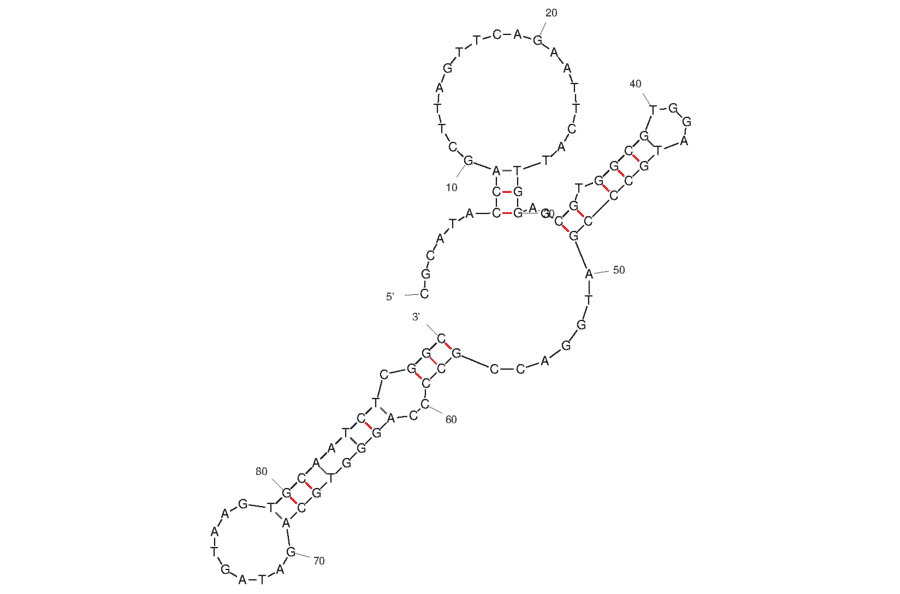 Secondary Structure - Anti-Kanamycin A Aptamer [K16-1] (Biotin) (A321126) - Antibodies.com