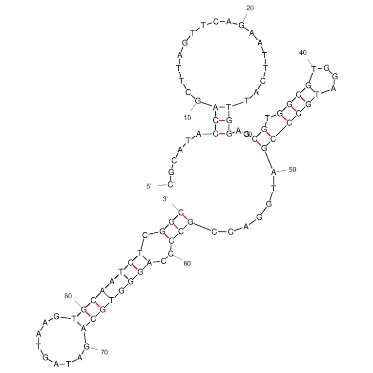 Secondary Structure - Anti-Kanamycin A Aptamer [K16-1] (Biotin) (A321126) - Antibodies.com