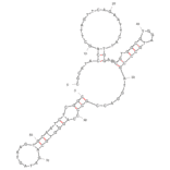 Secondary Structure - Anti-Kanamycin A Aptamer [K16-1] (Biotin) (A321126) - Antibodies.com