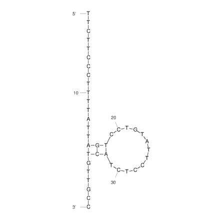 Secondary Structure - Anti-Shigella Aptamer [Sp1] (Biotin) (A321127) - Antibodies.com