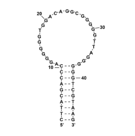 Secondary Structure - Anti-THC Aptamer [THC1.2] (Biotin) (A321128) - Antibodies.com