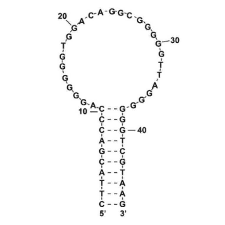 Secondary Structure - Anti-THC Aptamer [THC1.2] (Biotin) (A321128) - Antibodies.com