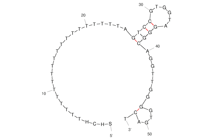 Secondary Structure - Anti-Thrombin Aptamer [Aptamer 2] (Biotin) (A321131) - Antibodies.com