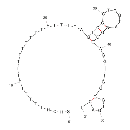 Secondary Structure - Anti-Thrombin Aptamer [Aptamer 2] (Biotin) (A321131) - Antibodies.com