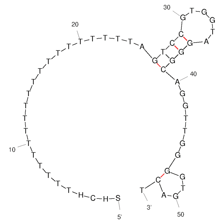 Secondary Structure - Anti-Thrombin Aptamer [Aptamer 2] (Biotin) (A321131) - Antibodies.com